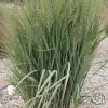 Panicum Virgatum Thundercloud